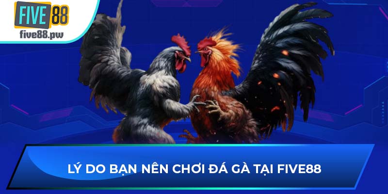 Lý do bạn nên chơi đá gà tại sảnh game